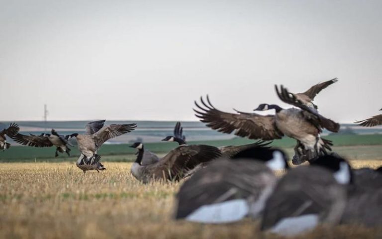Dive Bomb