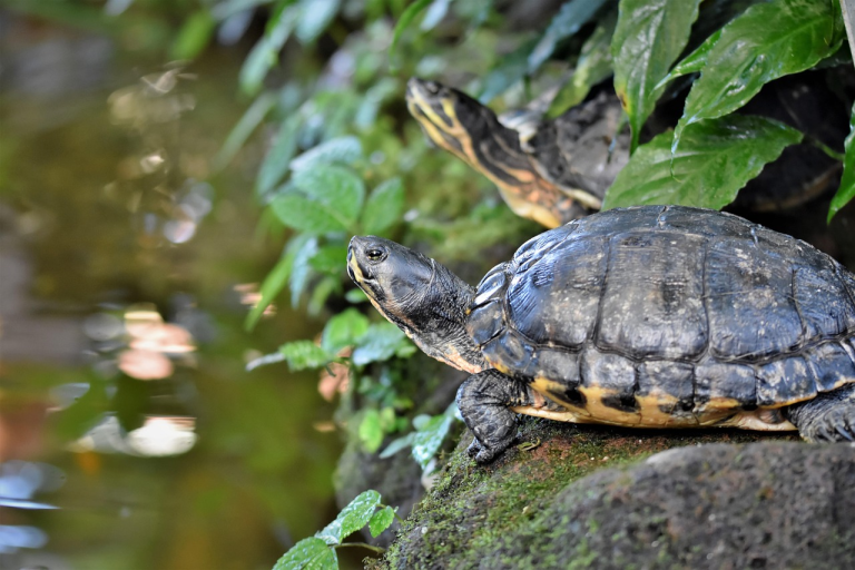 Family Guide to Turtle Bay Grand Cayman: Activities, Tickets & Tips